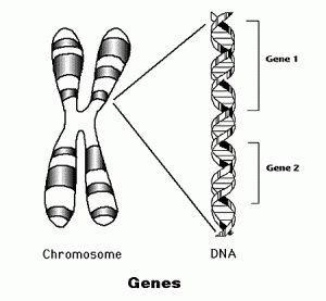 genes2