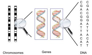 Genes_DNA_chart[1]